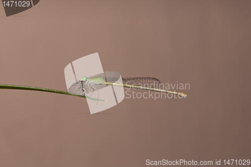 Image of damsel fly