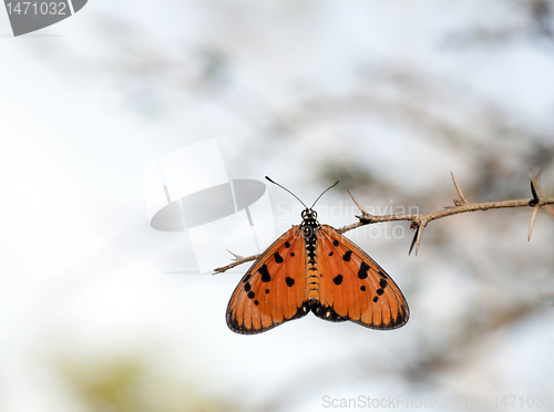 Image of Tawny Coaster