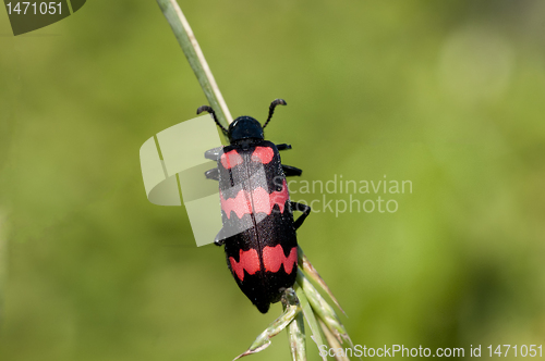 Image of Red Blister Beetle