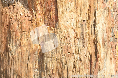 Image of Close-up Full Frame Petrified Wood Bark