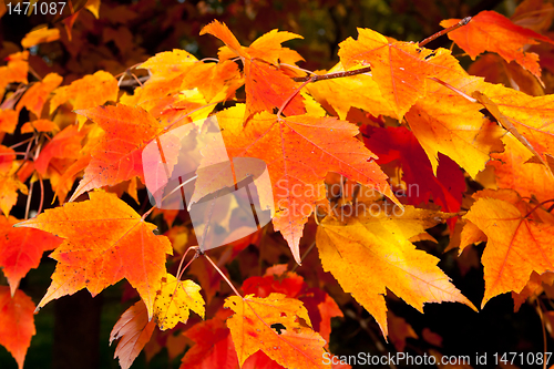 Image of Full Frame Bunch Orange Autumn Maple Leaves Tree