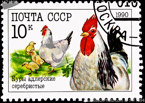 Image of Chickens Rooster Hen Chicks Russian