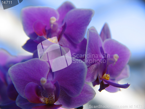 Image of Closeup of Phalaenopsis orchid