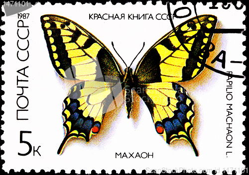 Image of Old World Swallowtail Papilio machaon