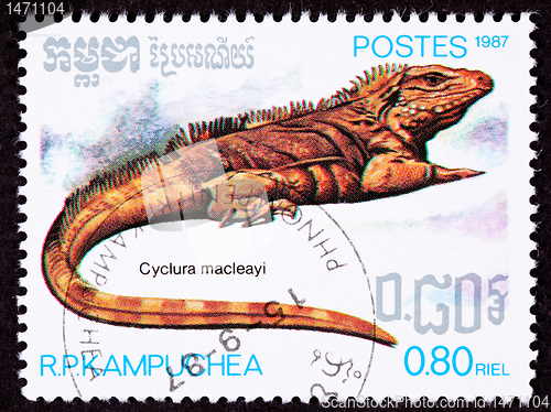 Image of Canceled Cambodian Postage Stamp Lesser Caymans Iguana Cyclura N