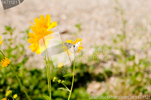 Image of Yellow Flowers and Checkered White Butterfly in New Mexico