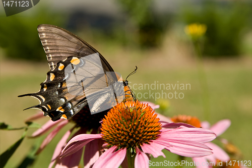 Image of Female Eastern Tiger Swallowtail Pollenating Pink Echinacea Flow