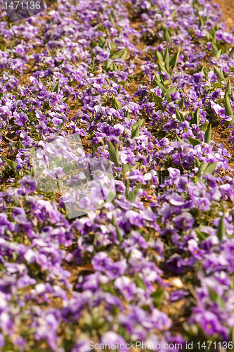 Image of Field of Purple Pansies in a Row