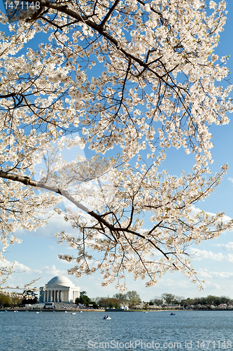 Image of Cherry Blossoms Jefferson Memorial Washington DC