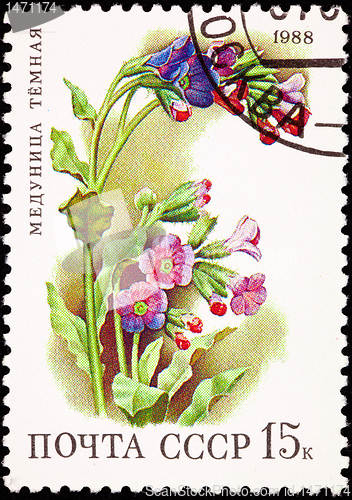 Image of Russia Postage Stamp Flower Lungwort Plant Pulmonaria Obscura