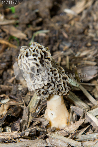 Image of Morel Mushroom Growing in Bark Mulch