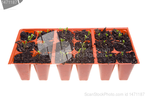 Image of Side View Daisy Seedlings Sprouting Pots Isolated