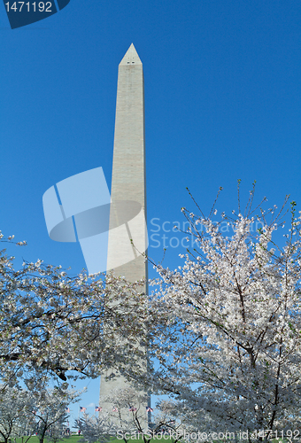 Image of Cherry Blossoms Surrounding Washington Monument DC