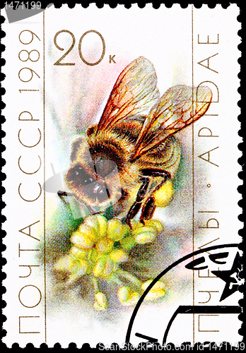 Image of Worker Bee Collecting Pollen from Flower