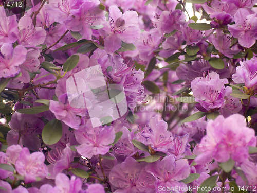 Image of Rhododendron dauricum in blossom