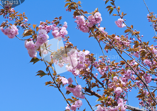 Image of Cherry Tree in Full Blossom Pink Flowers Blue Sky