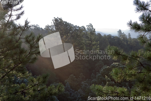 Image of Sunrise in a New Mexico Pine Forest