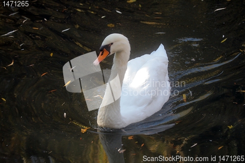 Image of Swan