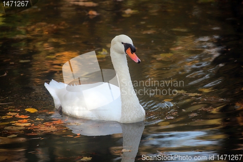 Image of Swan