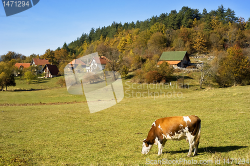 Image of Cow  on a field