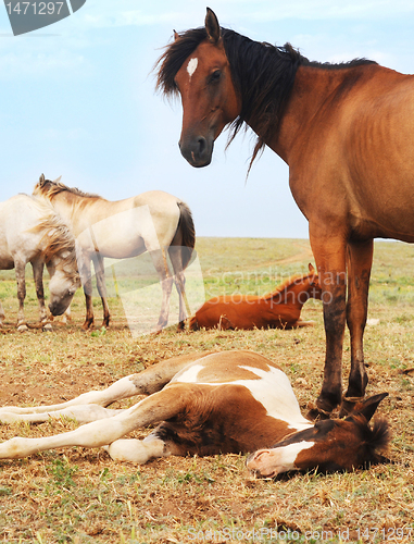 Image of Herd of horses 