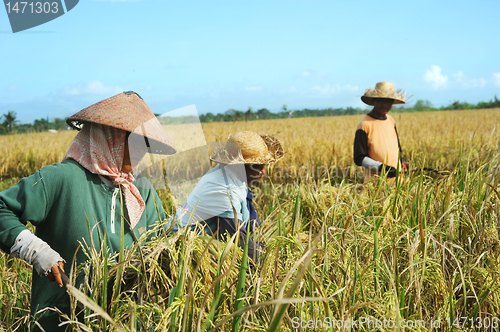 Image of Rice field