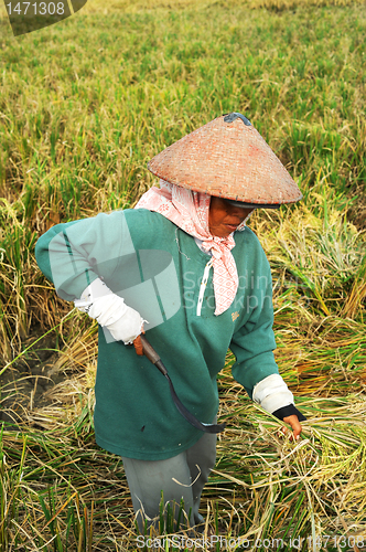 Image of Rice field worker