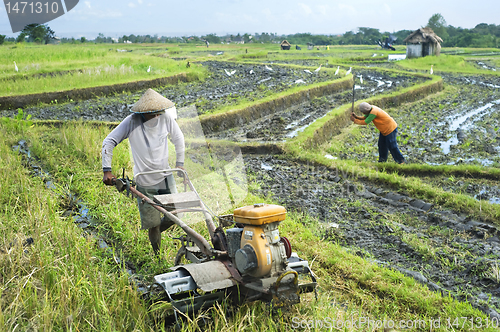 Image of Rice field