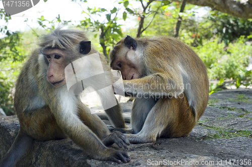 Image of Two monkey