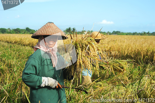 Image of Rice field worker