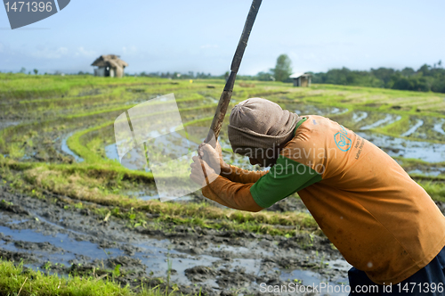 Image of Rice field worker