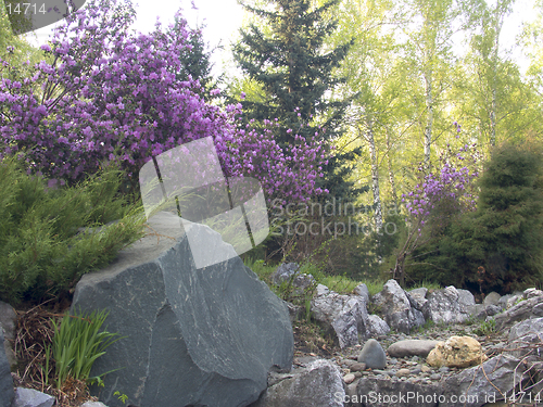 Image of Stone garden with Rhododendron dauricum in blossom
