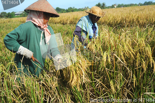 Image of Rice field