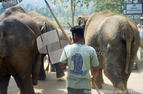 Image of Pinnawela Elephant Orphanage