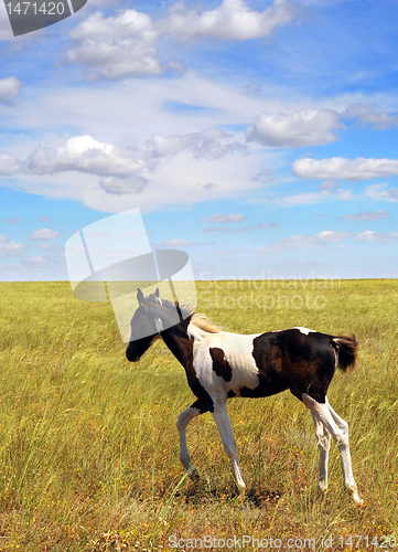 Image of Foal in the field