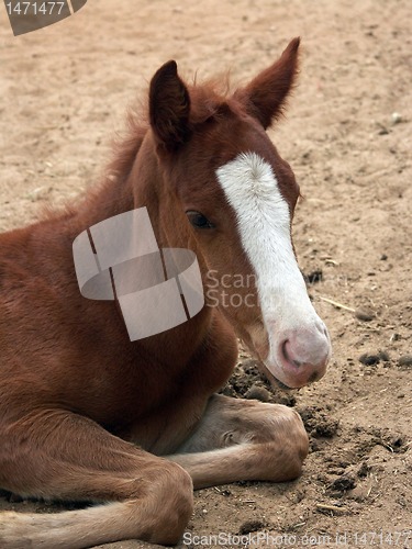 Image of a foal