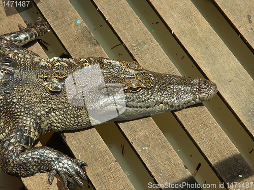 Image of crocodile farm on Cambodia lake