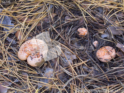 Image of Lactarius deliciosus - saffron milk cap