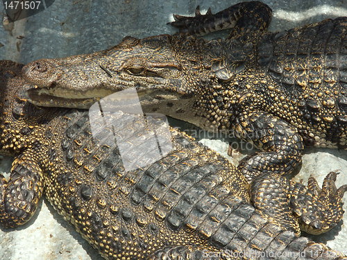 Image of crocodile farm on Cambodia lake