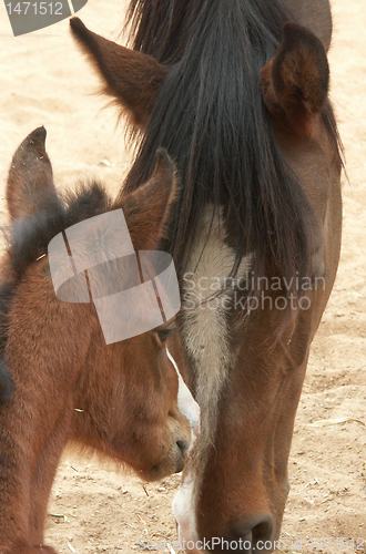 Image of A horse with a foal