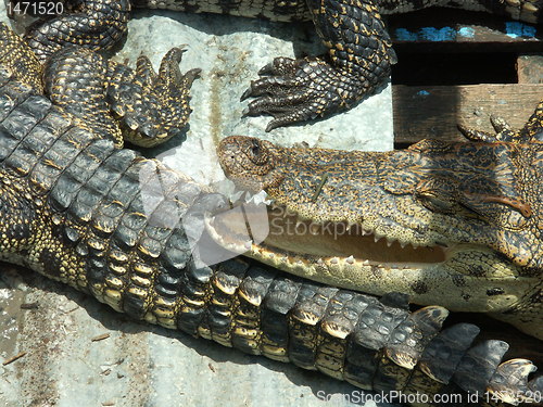 Image of crocodile farm on Cambodia lake