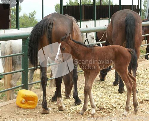 Image of A horse with a foal