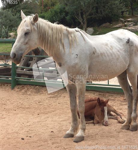 Image of A horse with a foal