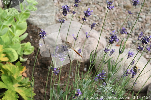 Image of Dragon-fly