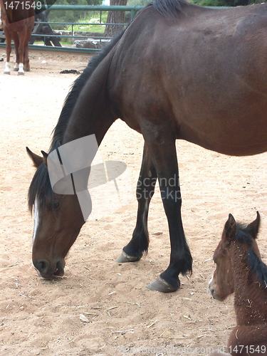 Image of A horse with a foal