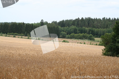 Image of A field with rye