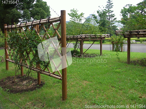 Image of Tokyo garden