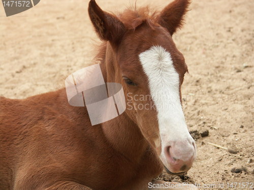 Image of a foal