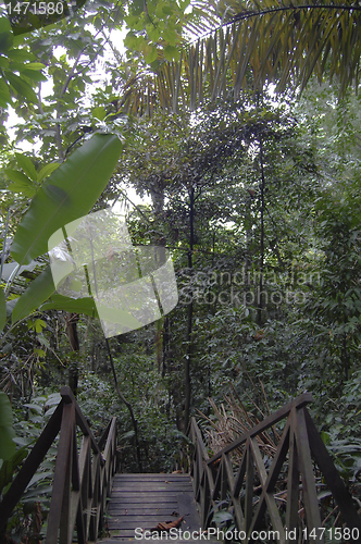 Image of Malaysian jungle