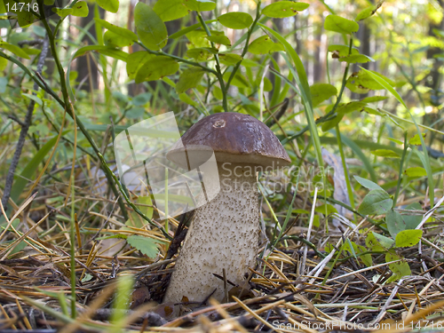 Image of Leccinium scabrum  - brown cap boletus